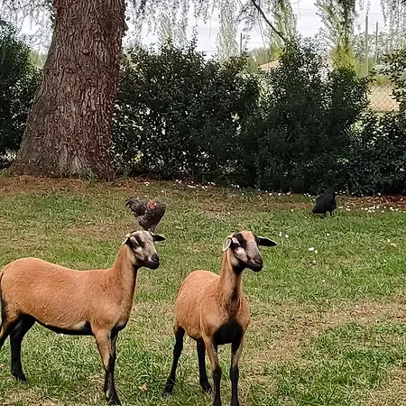 Oda ve Kahvaltı L' Embellie Sur Lot 3*